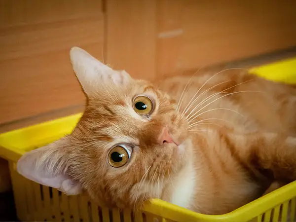 ขนของย้ายบ้าน