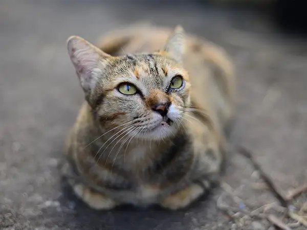 รถขนของรับจ้าง